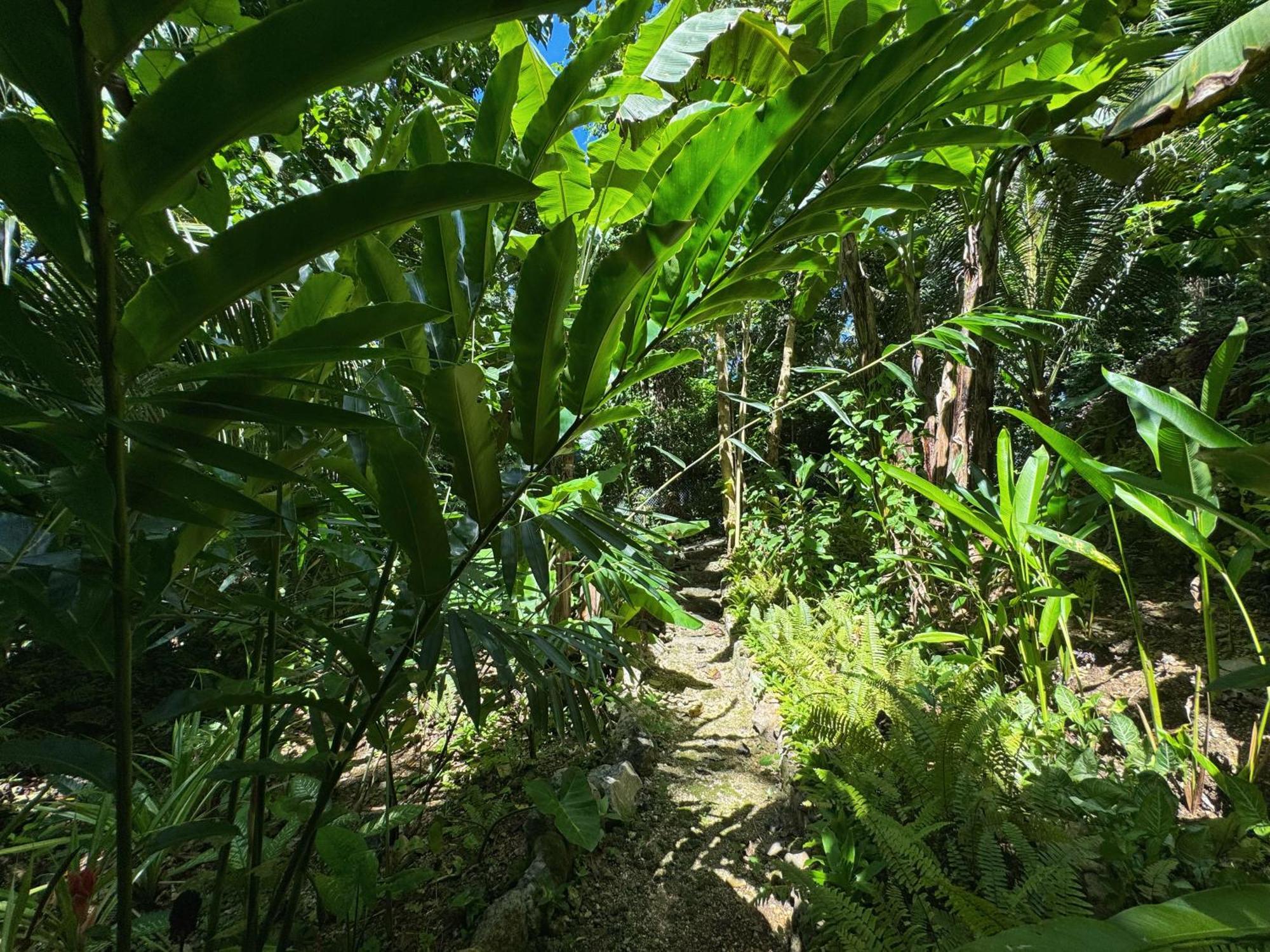 Jungle Kingdomes Guest House Siquijor Exterior photo